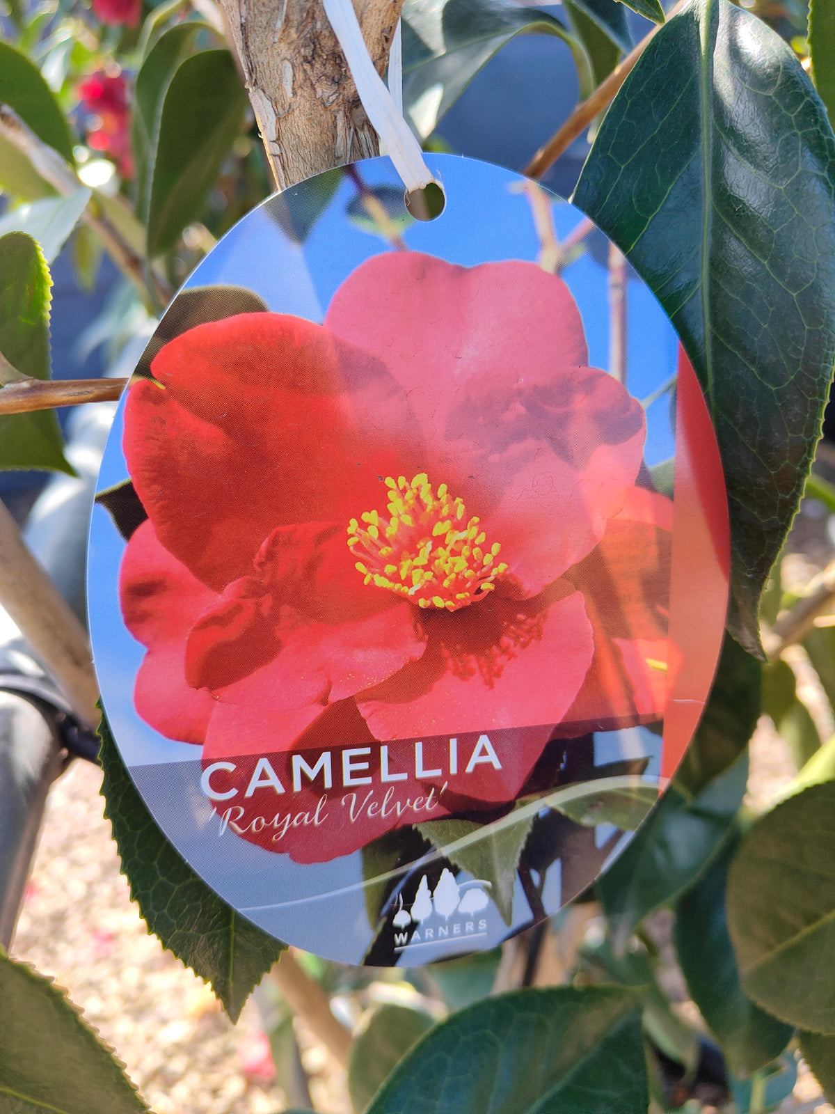 PL0039 Japanese Camellia, Common Camellia, Camellia japonica 日本山茶花、普通山茶花、山茶花 Pot Size:  20 cm