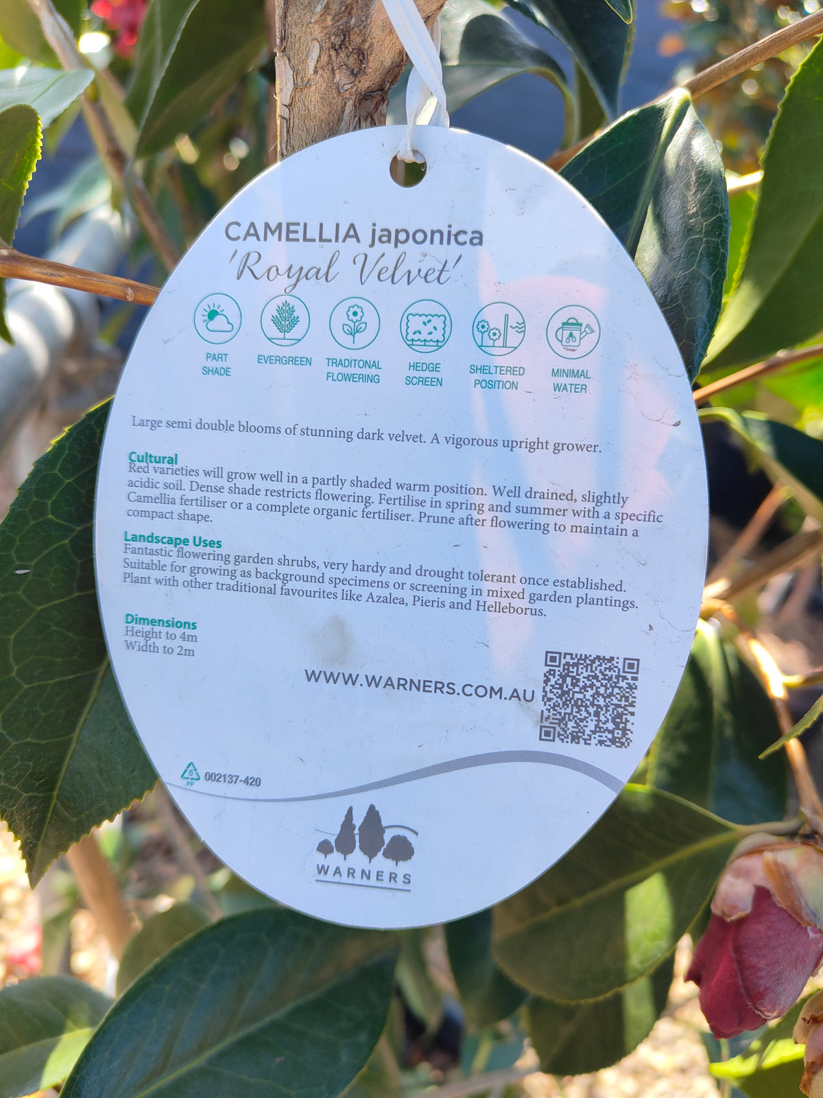 PL0039 Japanese Camellia, Common Camellia, Camellia japonica 日本山茶花、普通山茶花、山茶花 Pot Size:  20 cm