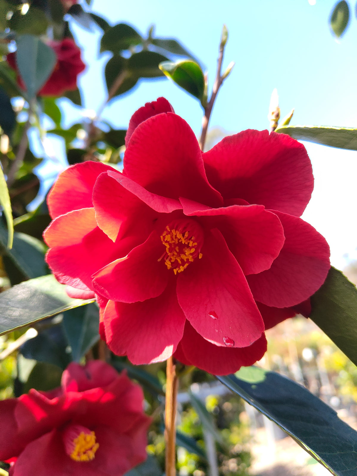 PL0039 Japanese Camellia, Common Camellia, Camellia japonica 日本山茶花、普通山茶花、山茶花 Pot Size:  20 cm