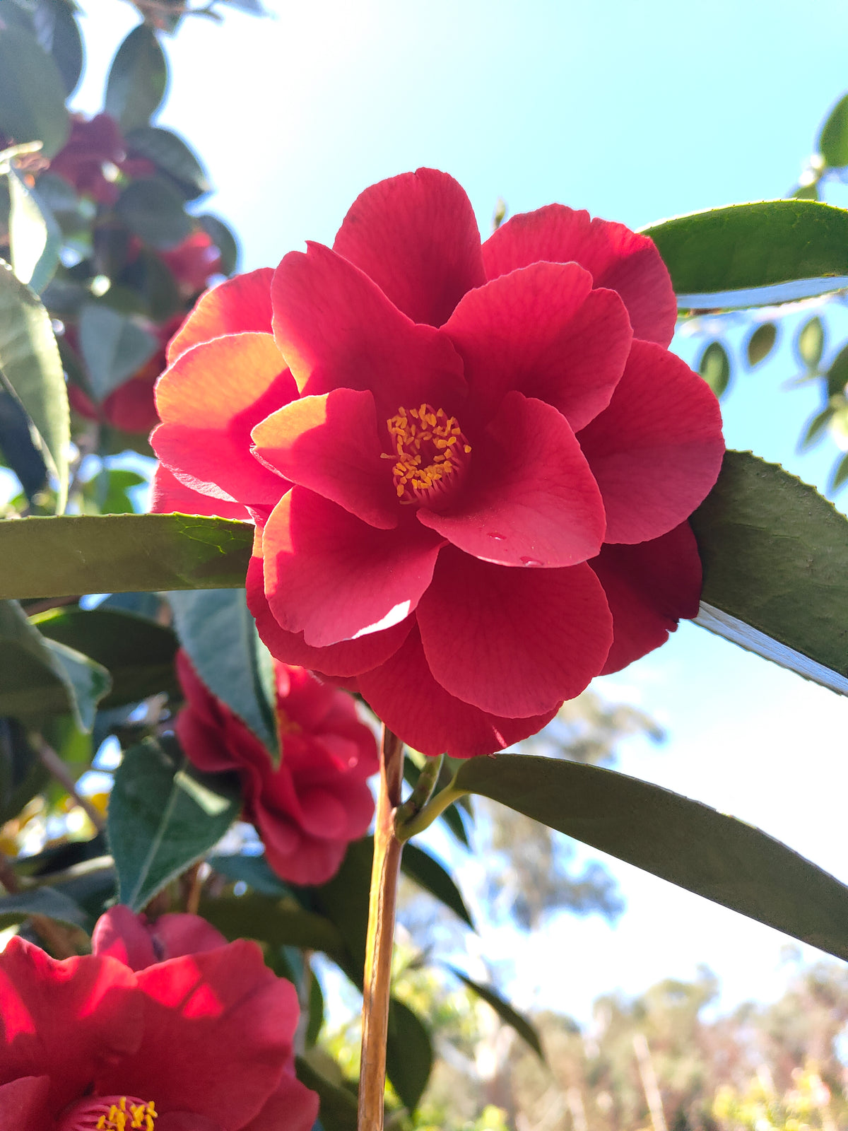 PL0039 Japanese Camellia, Common Camellia, Camellia japonica 日本山茶花、普通山茶花、山茶花 Pot Size:  20 cm