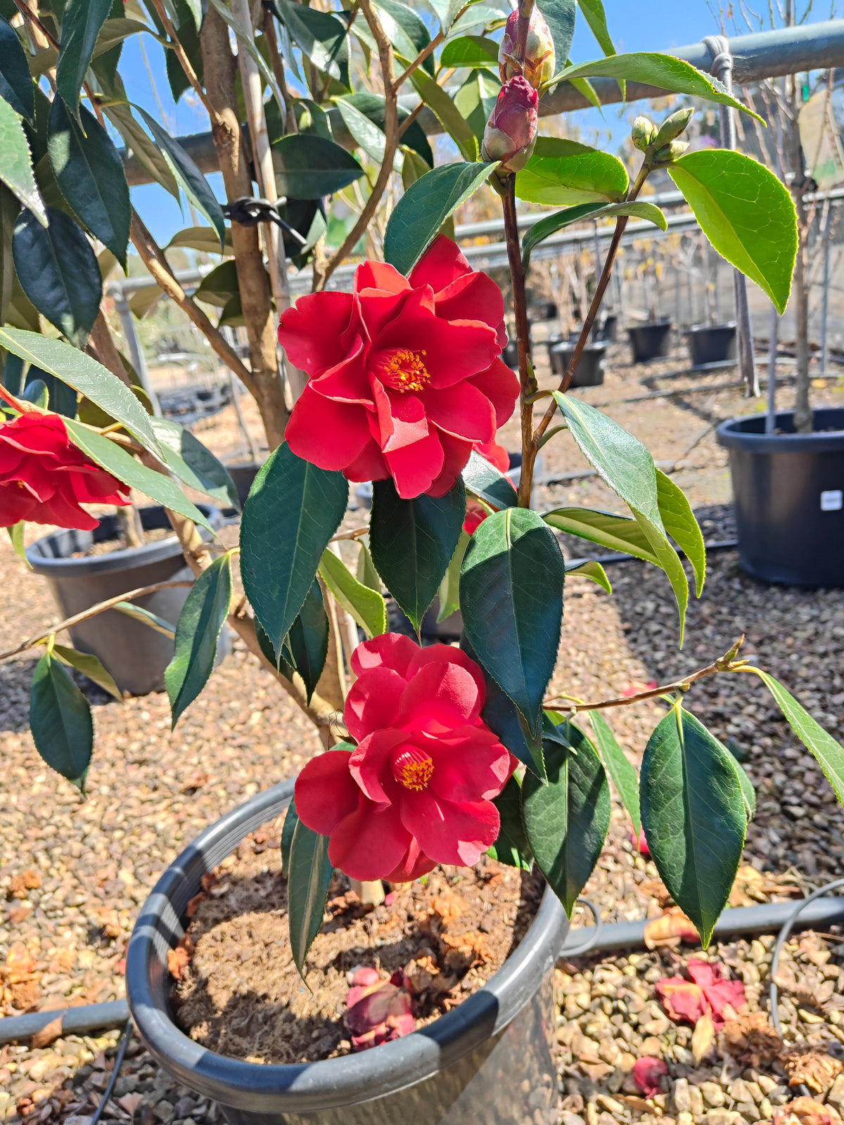 PL0039 Japanese Camellia, Common Camellia, Camellia japonica 日本山茶花、普通山茶花、山茶花 Pot Size:  20 cm