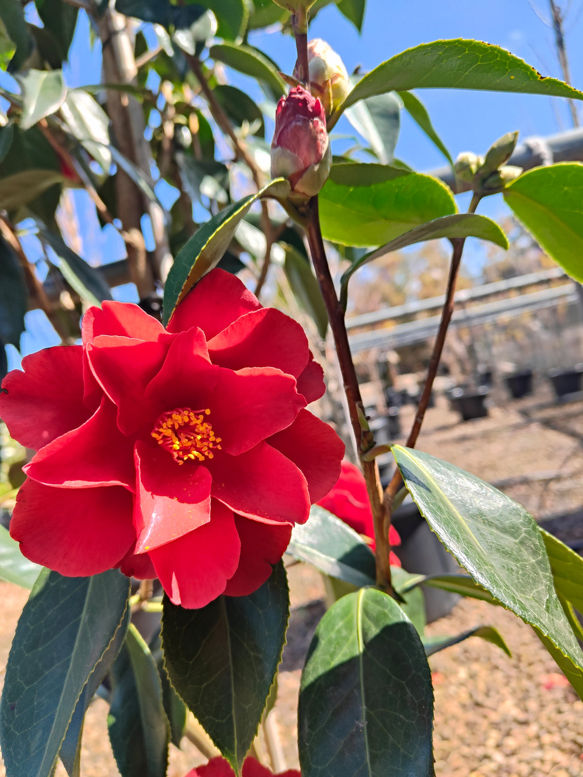 PL0039 Japanese Camellia, Common Camellia, Camellia japonica 日本山茶花、普通山茶花、山茶花 Pot Size:  20 cm