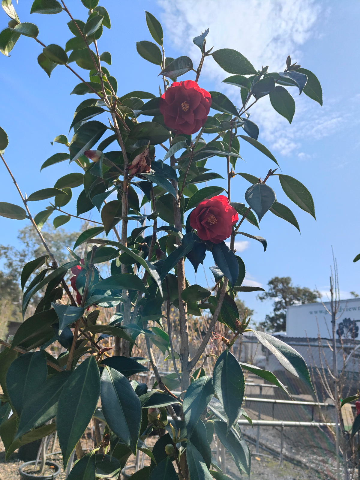 PL0039 Japanese Camellia, Common Camellia, Camellia japonica 日本山茶花、普通山茶花、山茶花 Pot Size:  20 cm