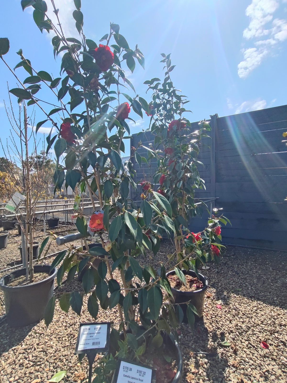 PL0039 Japanese Camellia, Common Camellia, Camellia japonica 日本山茶花、普通山茶花、山茶花 Pot Size:  20 cm