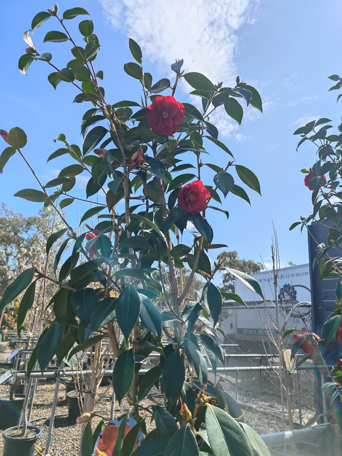 PL0039 Japanese Camellia, Common Camellia, Camellia japonica 日本山茶花、普通山茶花、山茶花 Pot Size:  20 cm