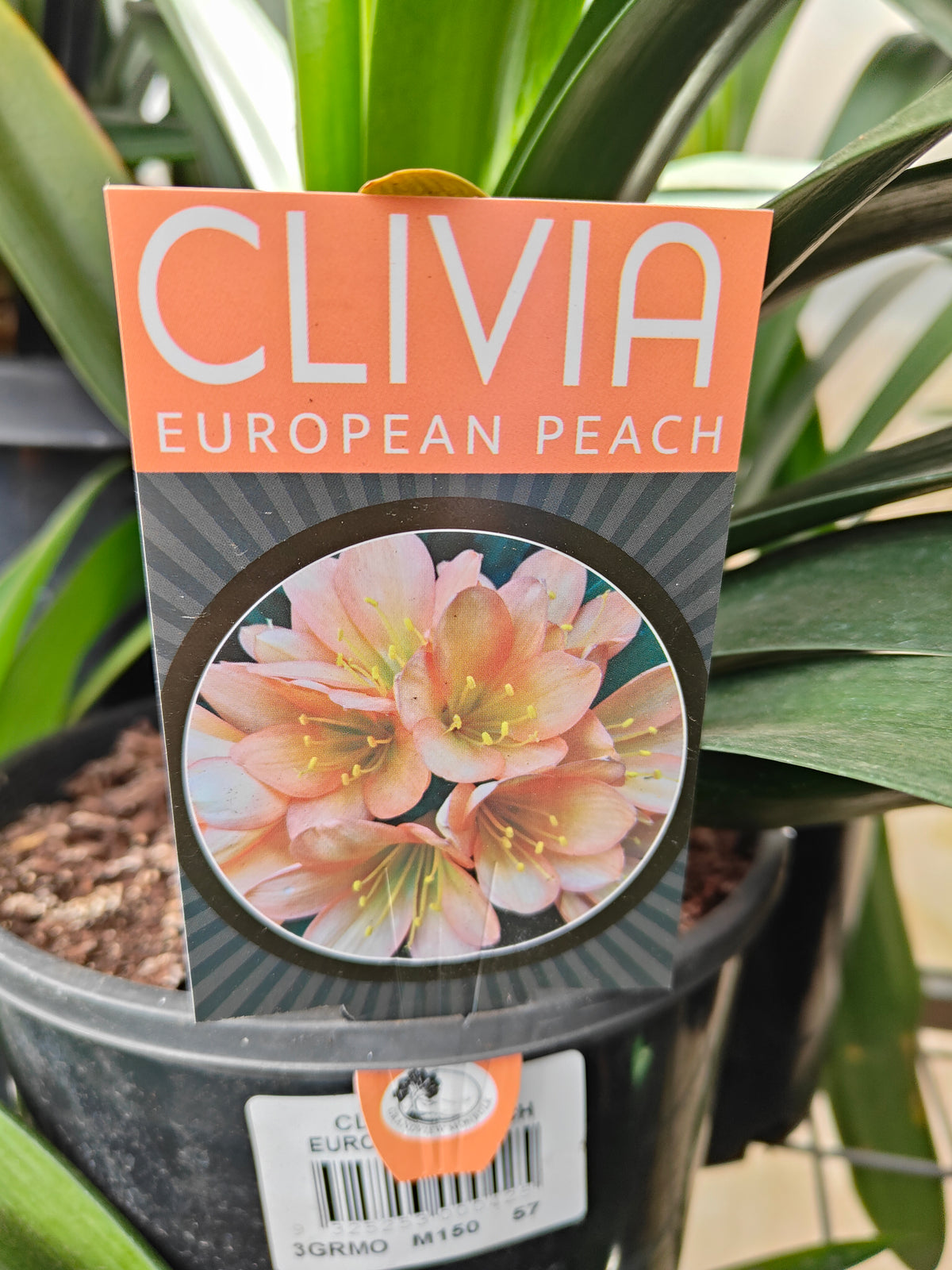 PL0013 Clivia European Peach, 欧洲蜜桃色君子兰, 17 cm & 25cm  pot