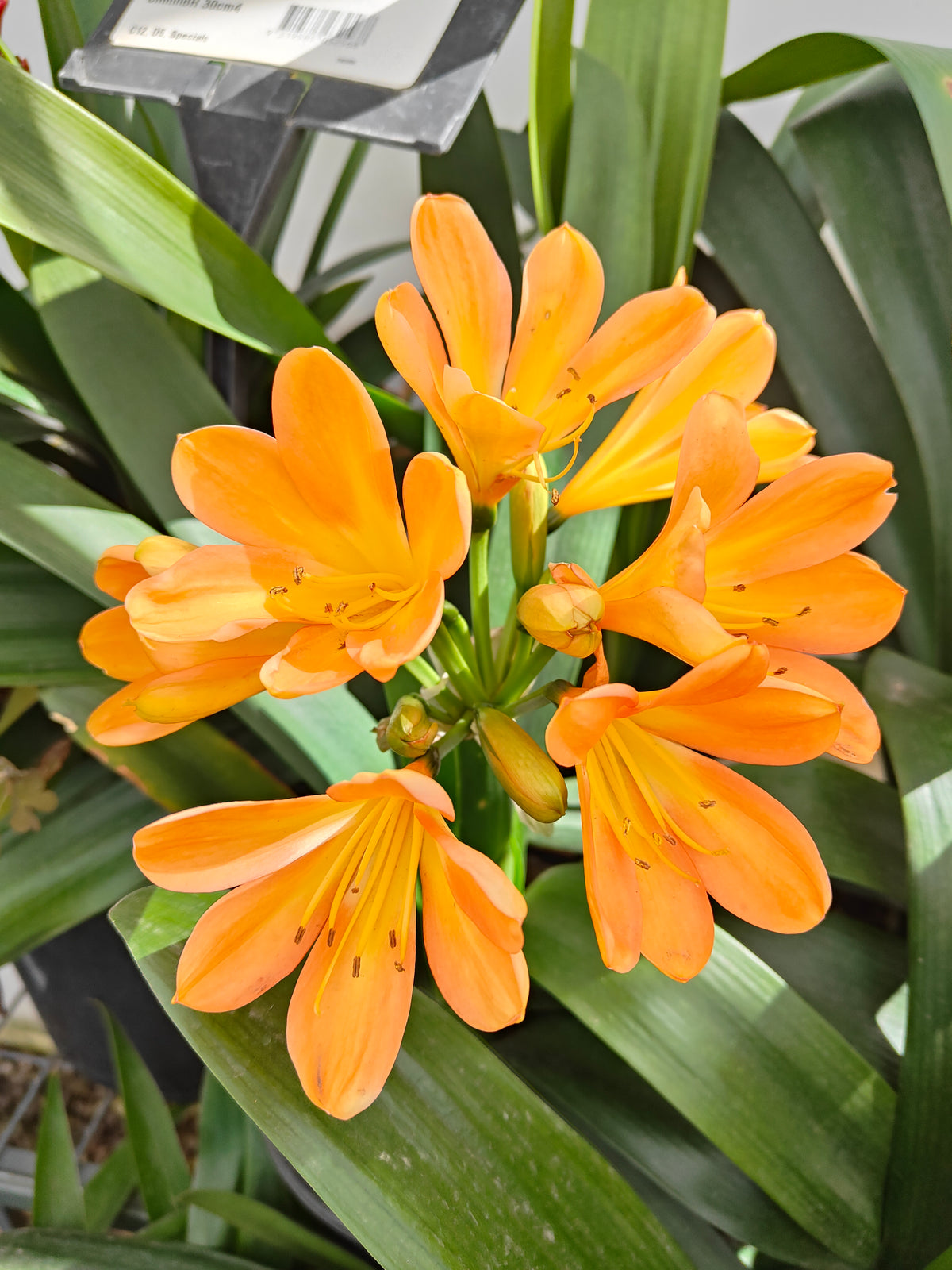PL0013 Clivia European Peach, 欧洲蜜桃色君子兰, 17 cm & 25cm  pot