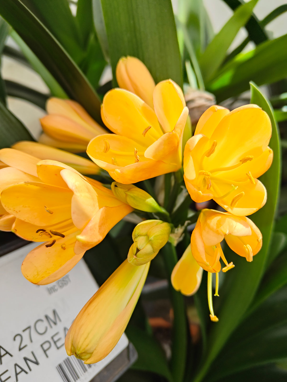 PL0013 Clivia European Peach, 欧洲蜜桃色君子兰, 17 cm & 25cm  pot