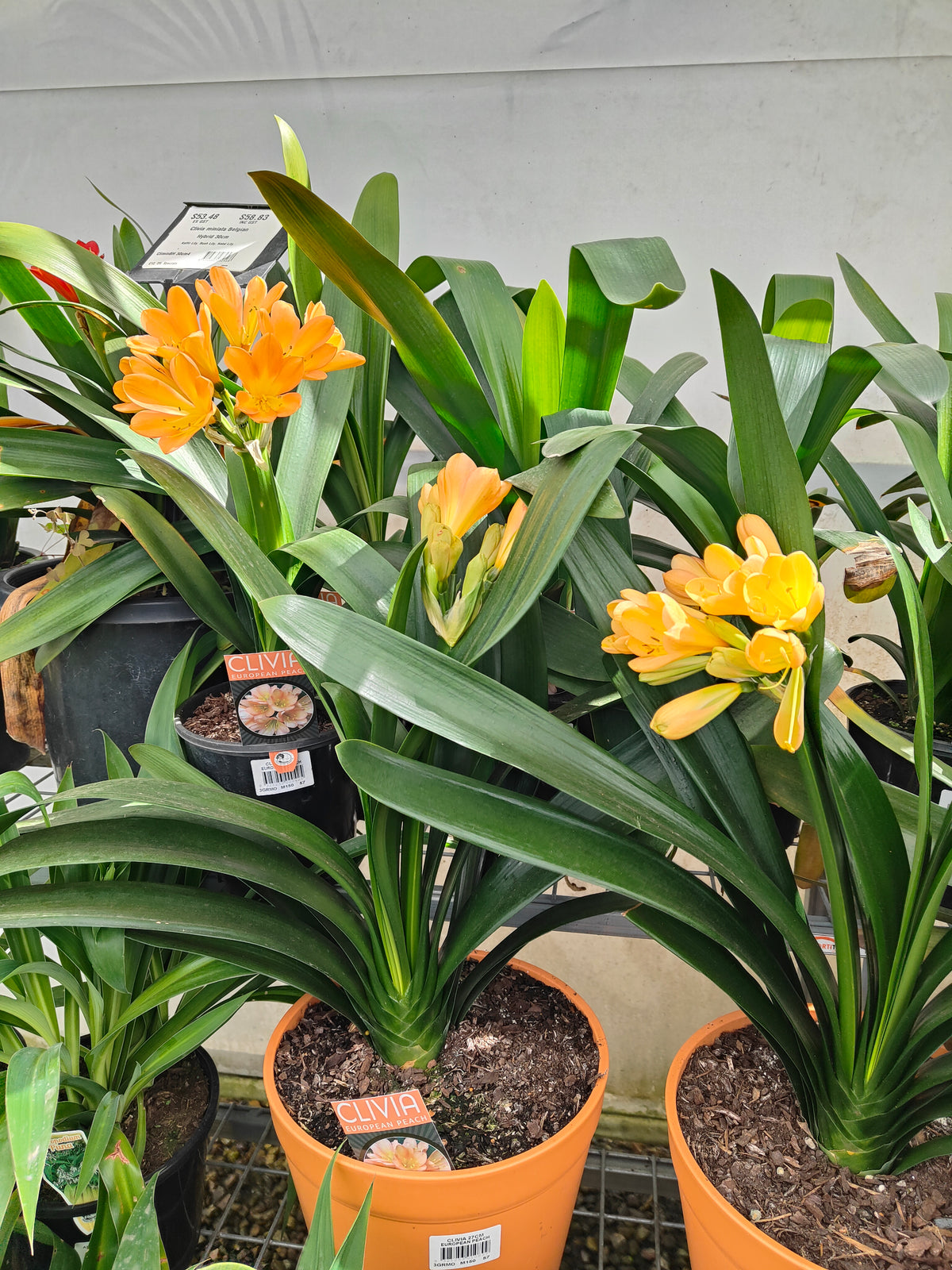 PL0013 Clivia European Peach, 欧洲蜜桃色君子兰, 17 cm & 25cm  pot