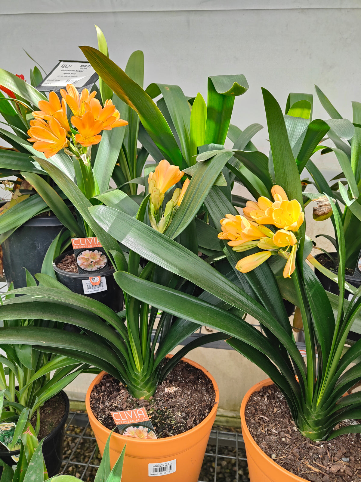 PL0013 Clivia European Peach, 欧洲蜜桃色君子兰, 17 cm & 25cm  pot