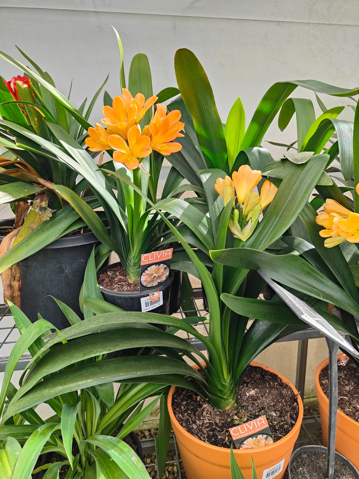 PL0013 Clivia European Peach, 欧洲蜜桃色君子兰, 17 cm & 25cm  pot
