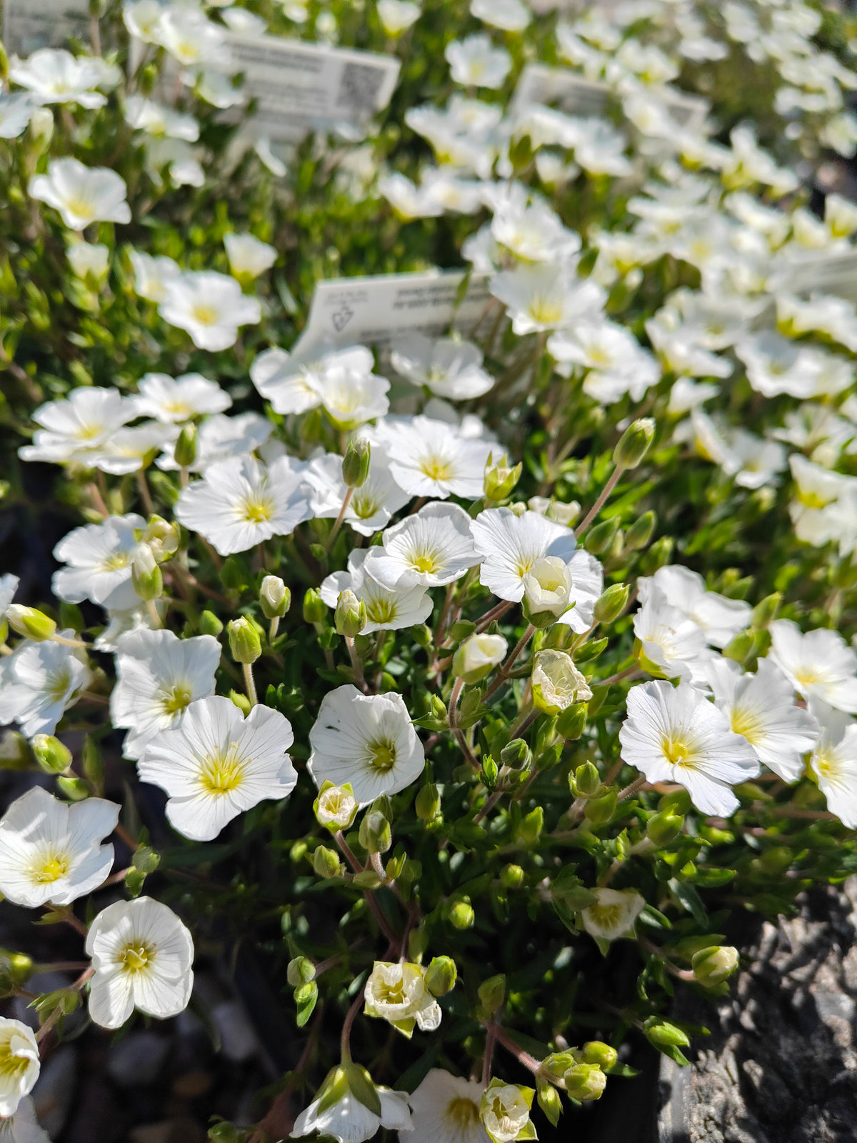 PL0015 Silver Bush, Silverbush, Shrubby Bindweed, Silvery Bindweed, Convolvulus cneorum 银灌木、银叶旋花、灌木旋花、银色旋花 Pot Sizes: 14 cm, 20 cm