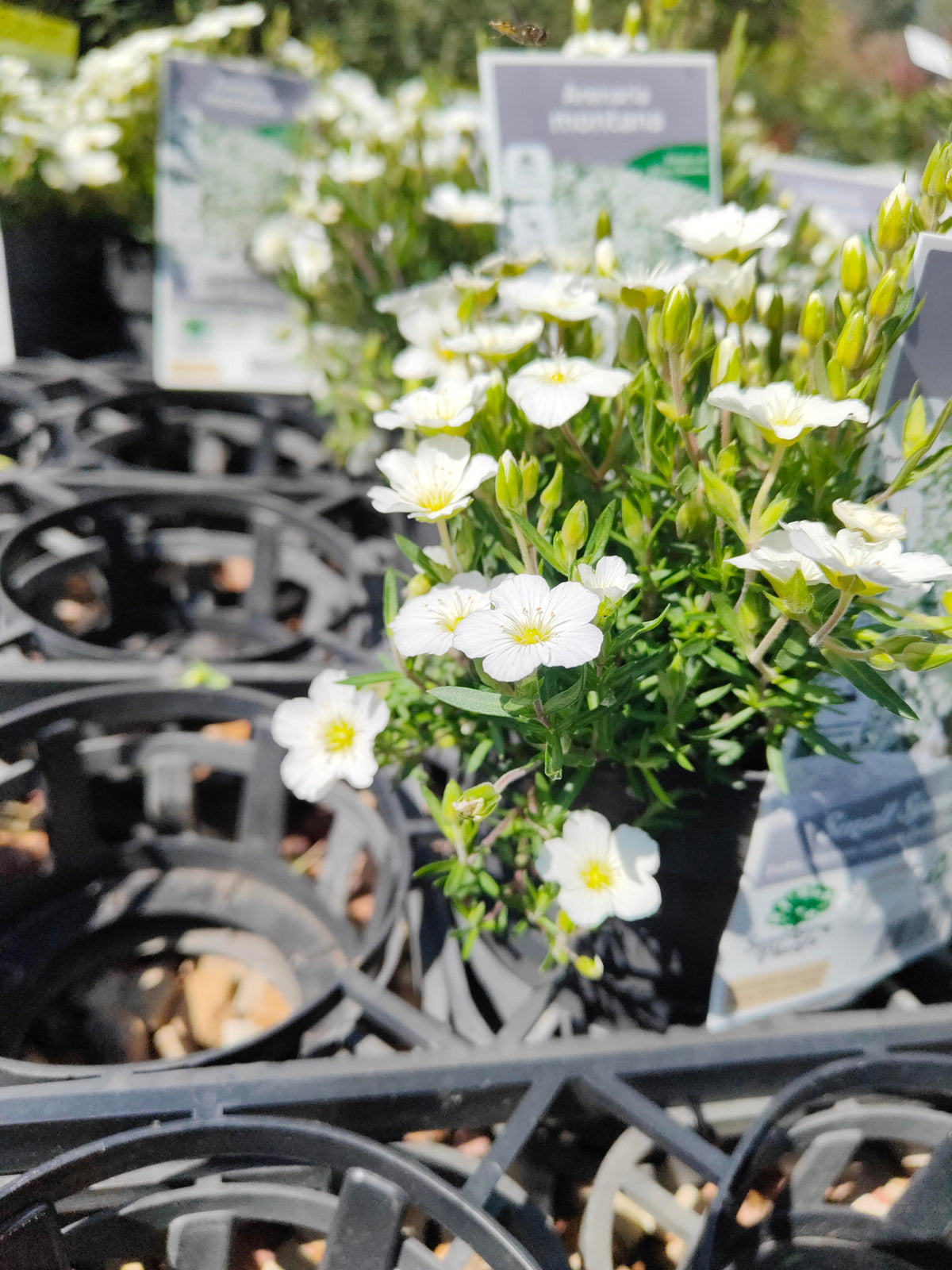 PL0015 Silver Bush, Silverbush, Shrubby Bindweed, Silvery Bindweed, Convolvulus cneorum 银灌木、银叶旋花、灌木旋花、银色旋花 Pot Sizes: 14 cm, 20 cm