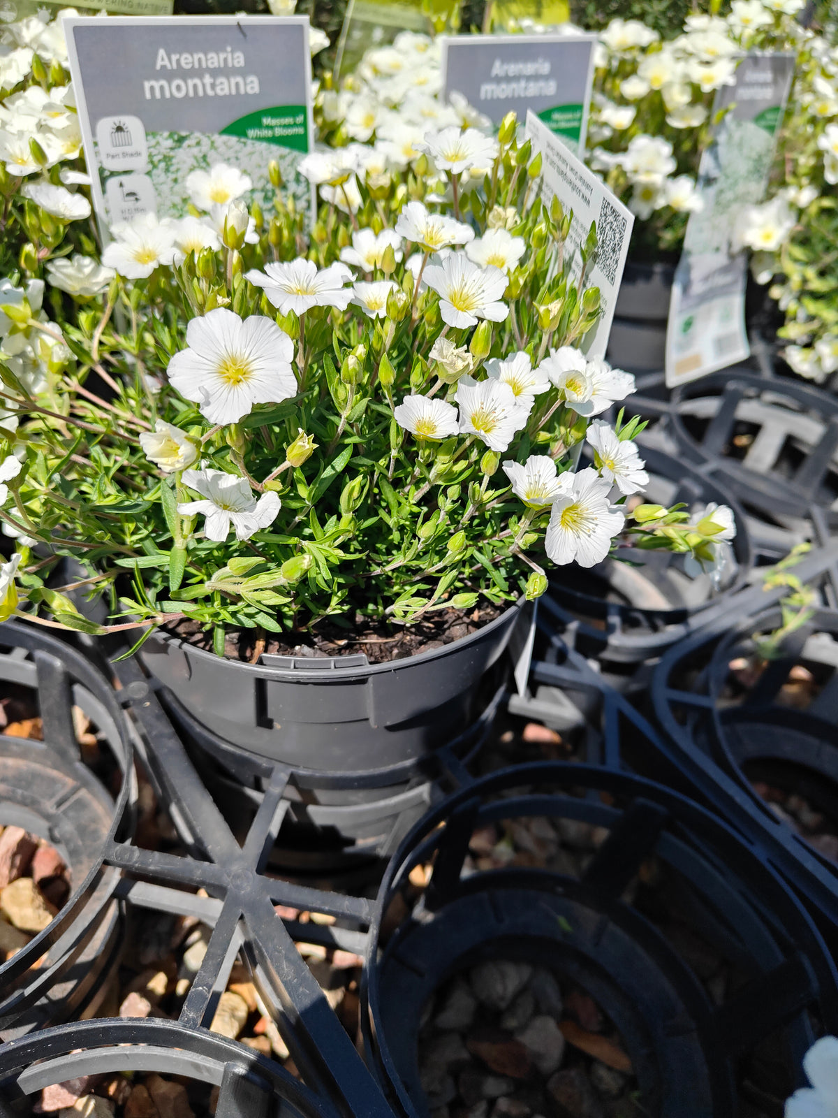 PL0015 Silver Bush, Silverbush, Shrubby Bindweed, Silvery Bindweed, Convolvulus cneorum 银灌木、银叶旋花、灌木旋花、银色旋花 Pot Sizes: 14 cm, 20 cm