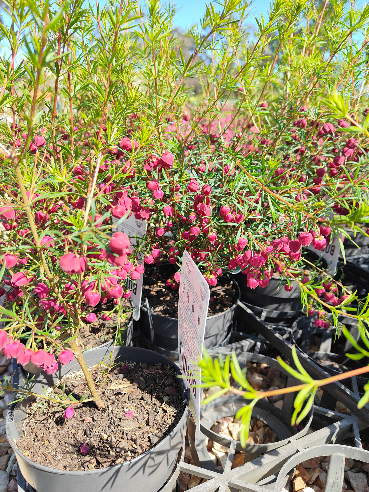 PL007 Boronia heterophylla, Boronia plant, 异叶波罗尼亚, 波罗尼亚, 14 cm pot