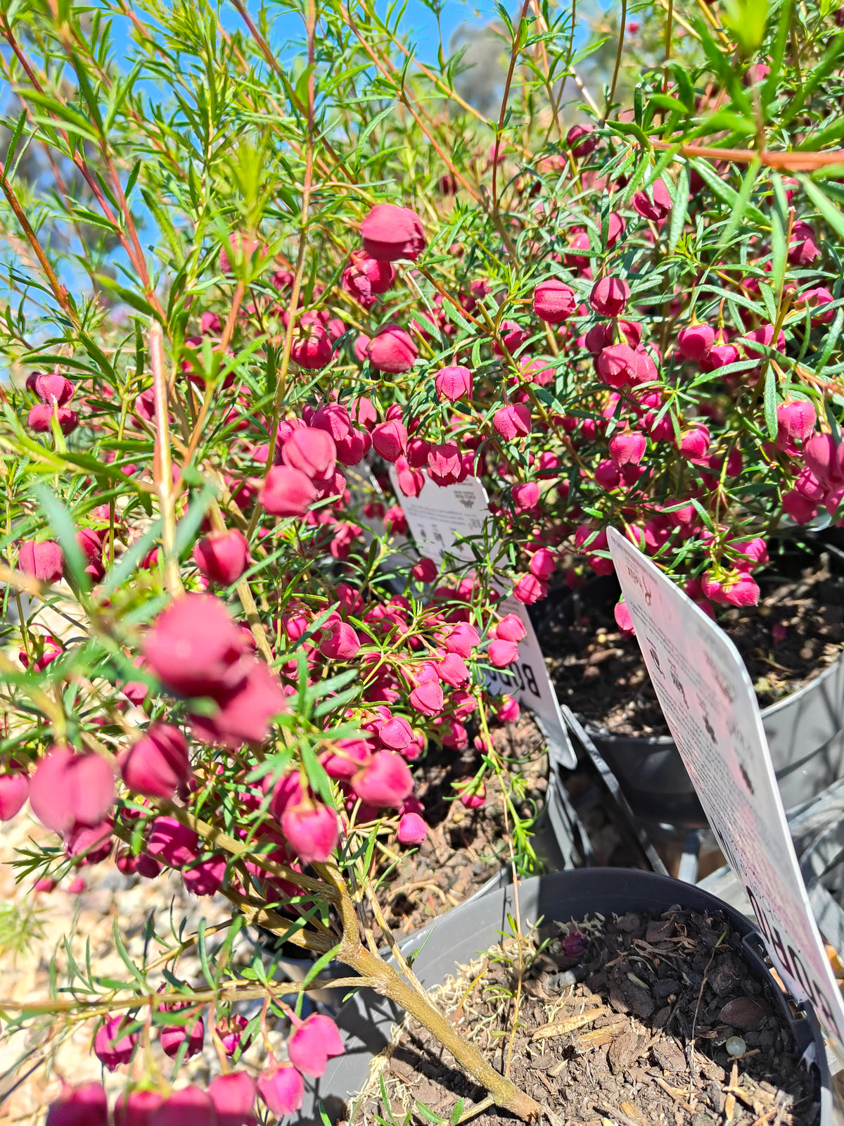 PL007 Boronia heterophylla, Boronia plant, 异叶波罗尼亚, 波罗尼亚, 14 cm pot