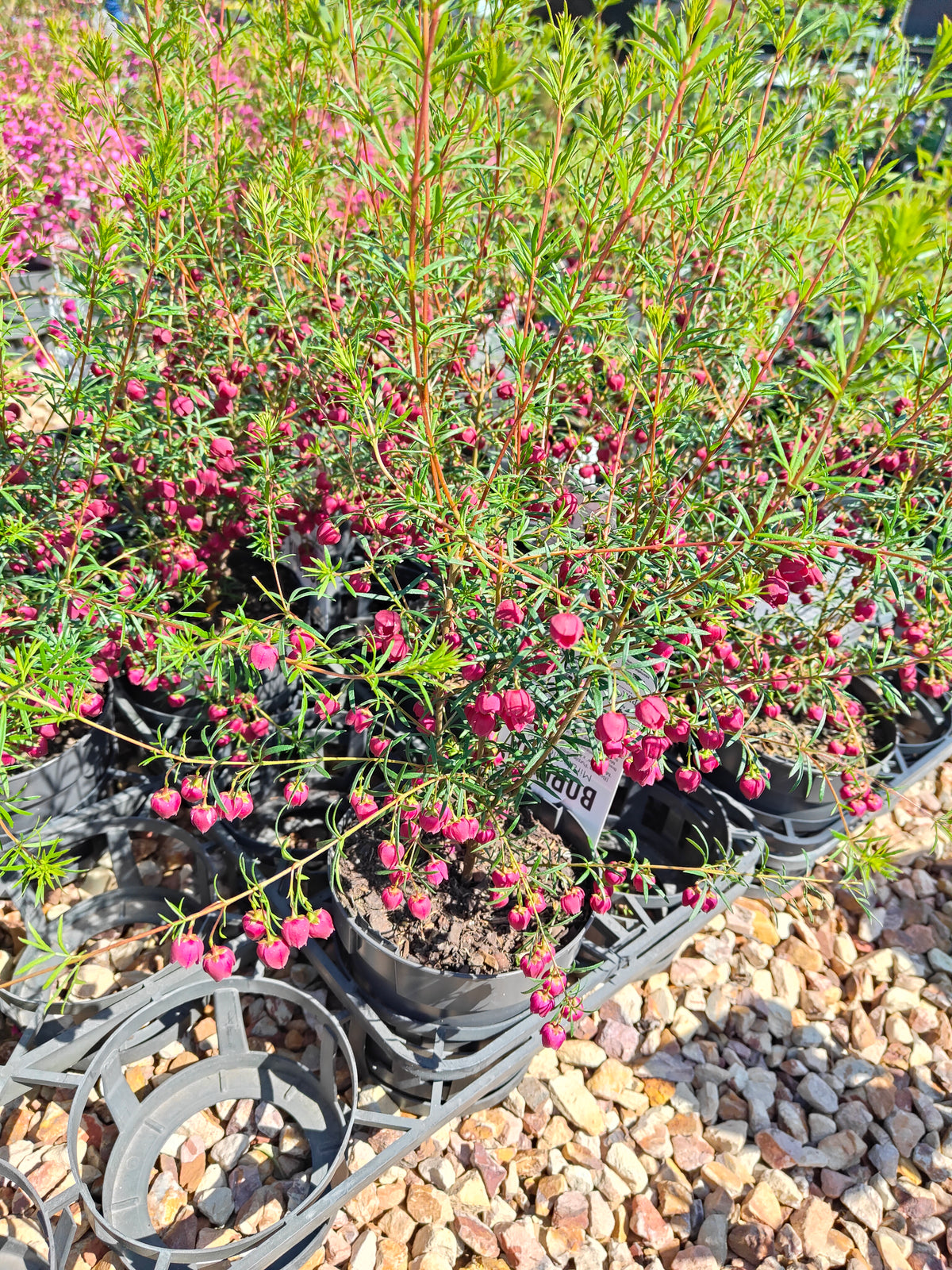 PL007 Boronia heterophylla, Boronia plant, 异叶波罗尼亚, 波罗尼亚, 14 cm pot