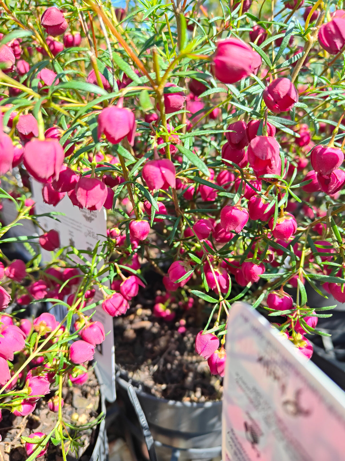 PL007 Boronia heterophylla, Boronia plant, 异叶波罗尼亚, 波罗尼亚, 14 cm pot
