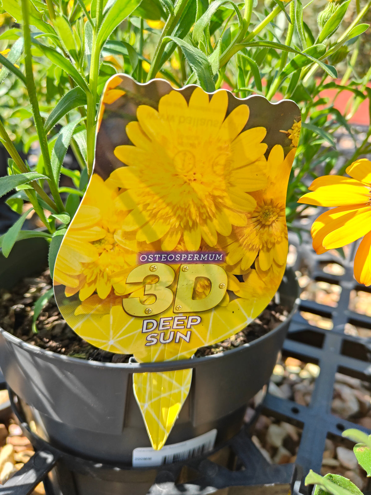 PL0034 African Daisy, Cape Daisy, Osteospermum ecklonis 非洲雏菊、开普雏菊 Pot Sizes:  14 cm, 17 cm