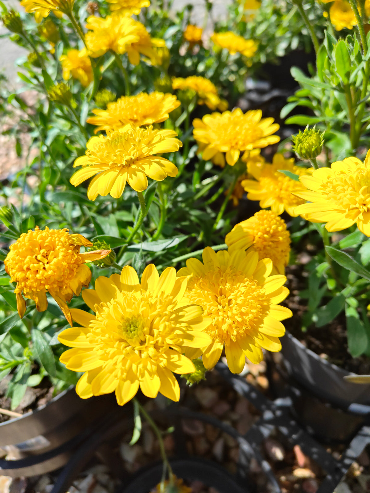 PL0034 African Daisy, Cape Daisy, Osteospermum ecklonis 非洲雏菊、开普雏菊 Pot Sizes:  14 cm, 17 cm