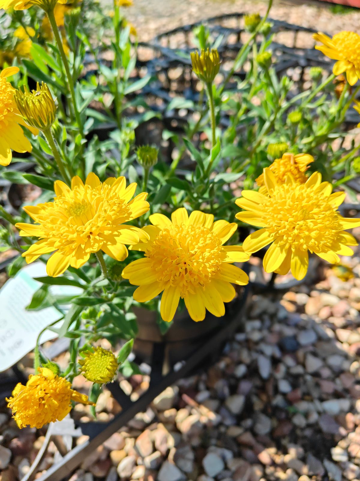 PL0034 African Daisy, Cape Daisy, Osteospermum ecklonis 非洲雏菊、开普雏菊 Pot Sizes:  14 cm, 17 cm