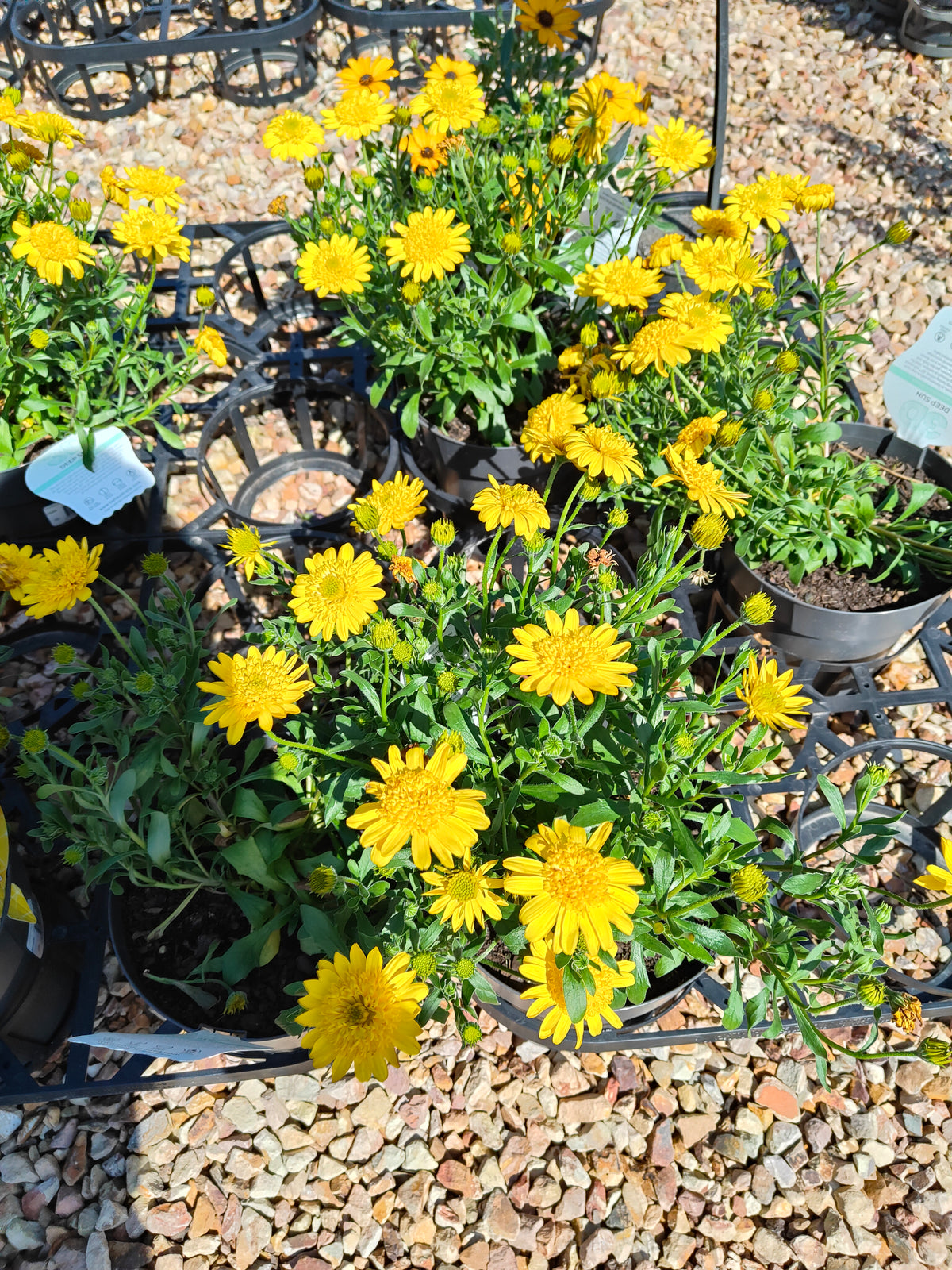 PL0034 African Daisy, Cape Daisy, Osteospermum ecklonis 非洲雏菊、开普雏菊 Pot Sizes:  14 cm, 17 cm