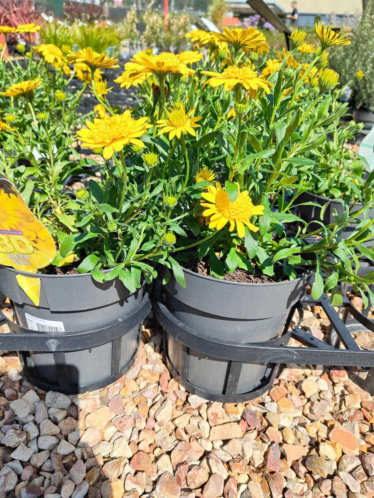 PL0034 African Daisy, Cape Daisy, Osteospermum ecklonis 非洲雏菊、开普雏菊 Pot Sizes:  14 cm, 17 cm