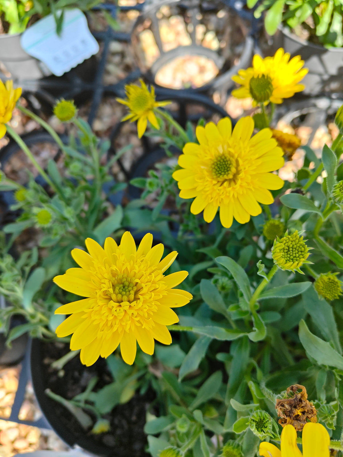 PL0034 African Daisy, Cape Daisy, Osteospermum ecklonis 非洲雏菊、开普雏菊 Pot Sizes:  14 cm, 17 cm
