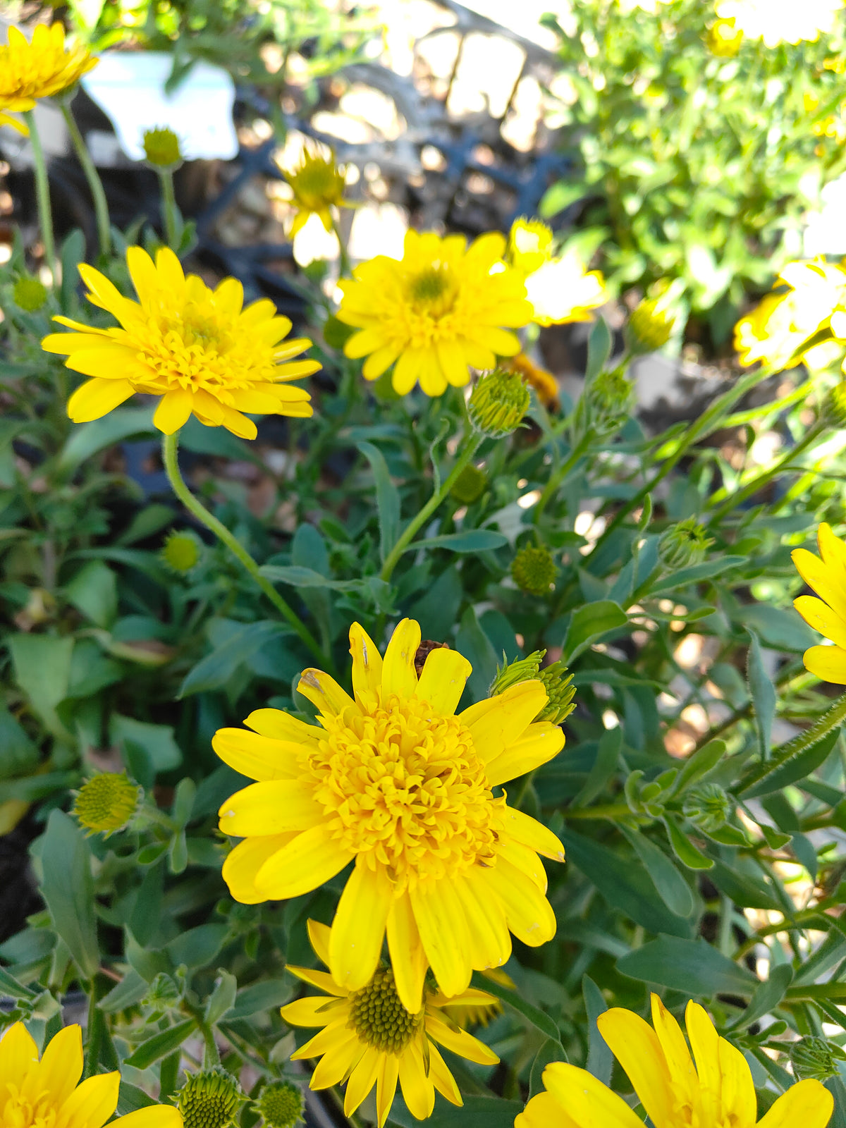 PL0034 African Daisy, Cape Daisy, Osteospermum ecklonis 非洲雏菊、开普雏菊 Pot Sizes:  14 cm, 17 cm