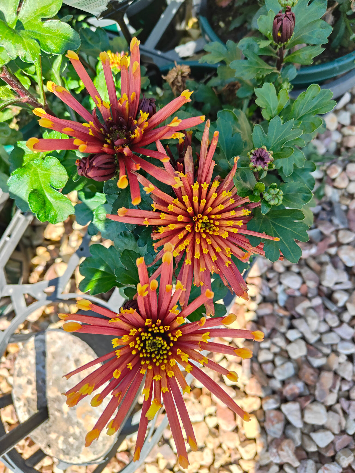 PL0012 Chrysanthemum morifolium, Chrysanthemum, 菊花, 20 cm pot