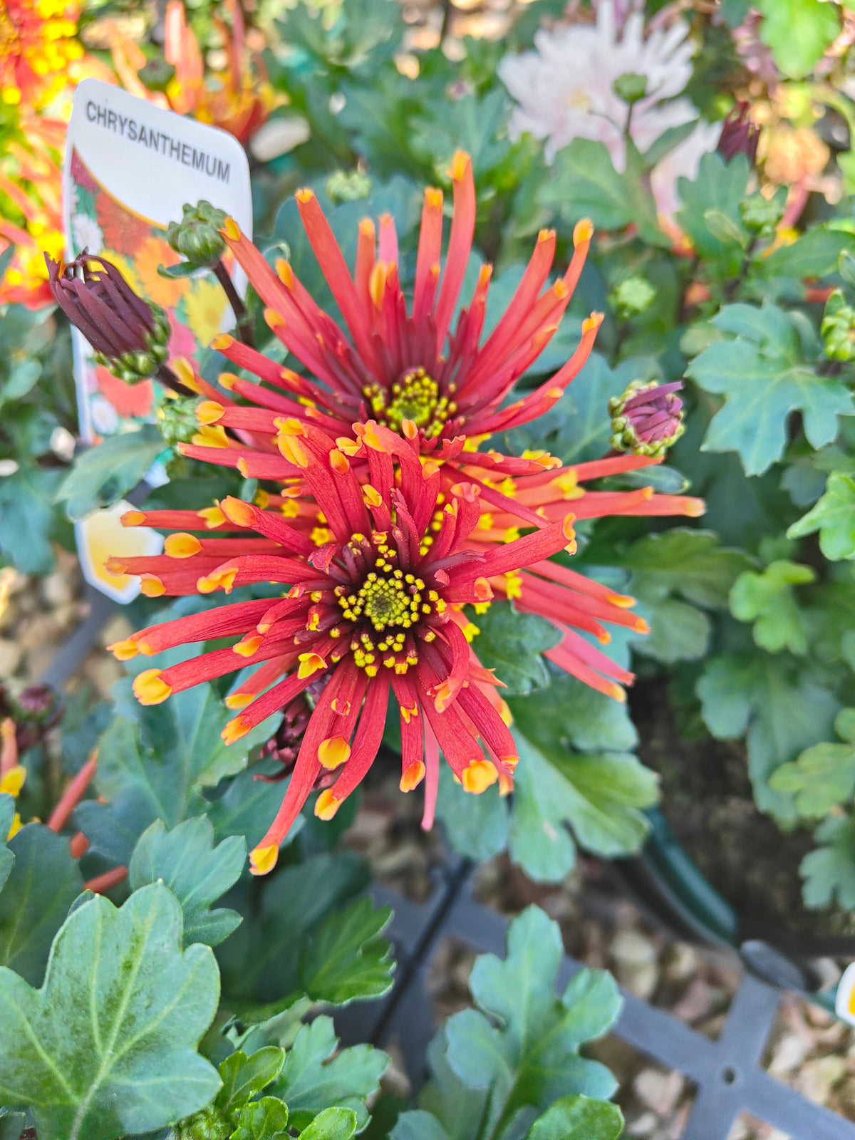 PL0012 Chrysanthemum morifolium, Chrysanthemum, 菊花, 20 cm pot