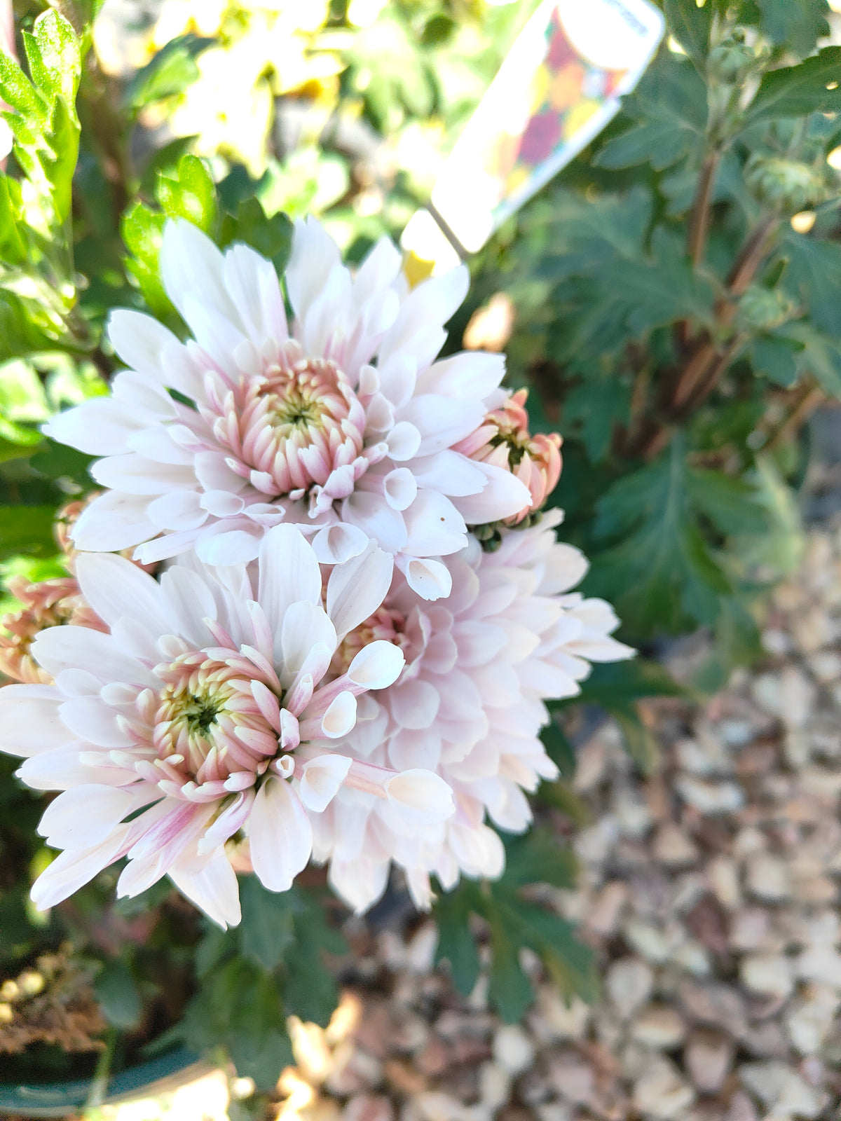 PL0012 Chrysanthemum morifolium, Chrysanthemum, 菊花, 20 cm pot