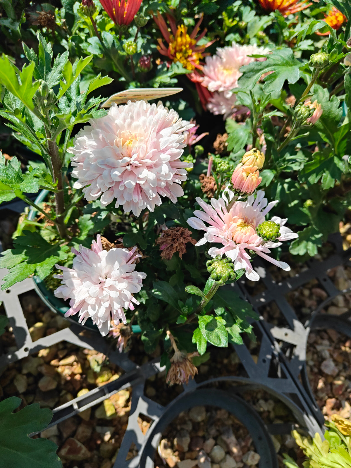 PL0012 Chrysanthemum morifolium, Chrysanthemum, 菊花, 20 cm pot