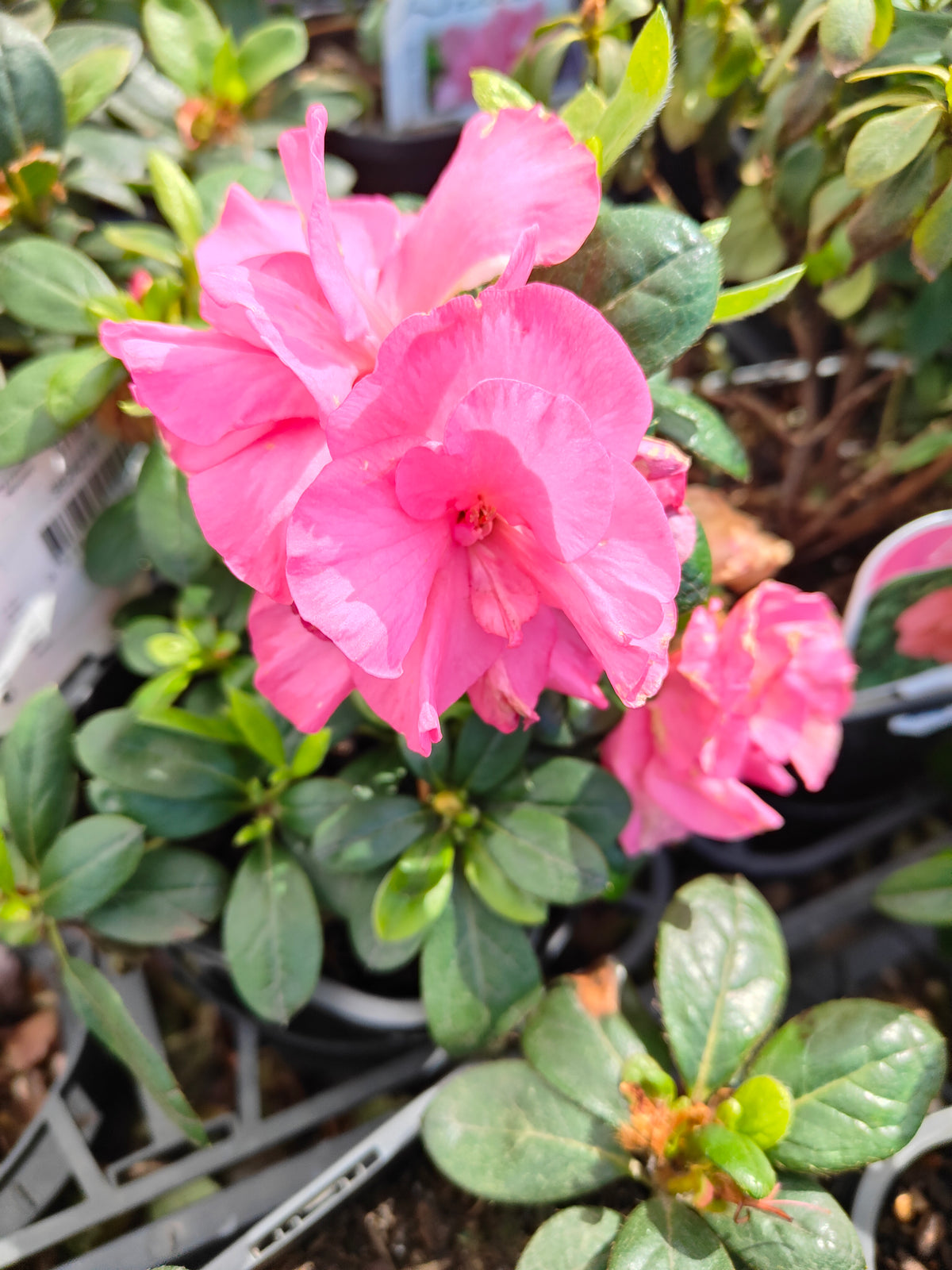 PL005 Azalea, Azalea Assorted, 杜鹃花, 14cm pot