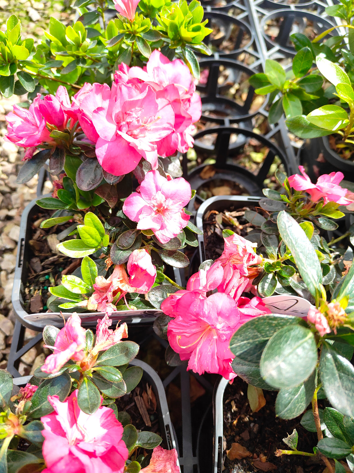 PL005 Azalea, Azalea Assorted, 杜鹃花, 14cm pot