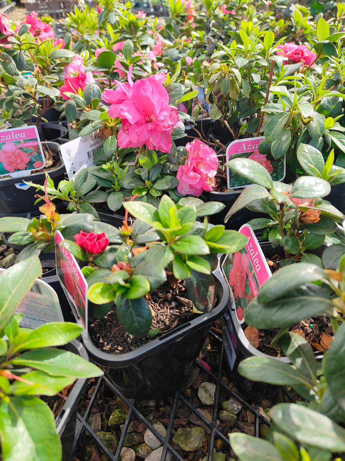 PL005 Azalea, Azalea Assorted, 杜鹃花, 14cm pot