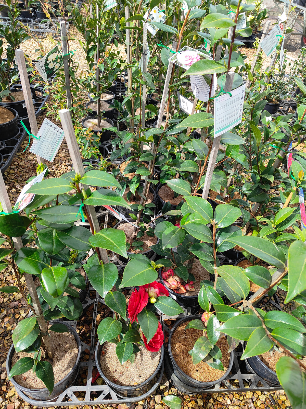 PL0039 Japanese Camellia, Common Camellia, Camellia japonica 日本山茶花、普通山茶花、山茶花 Pot Size:  20 cm