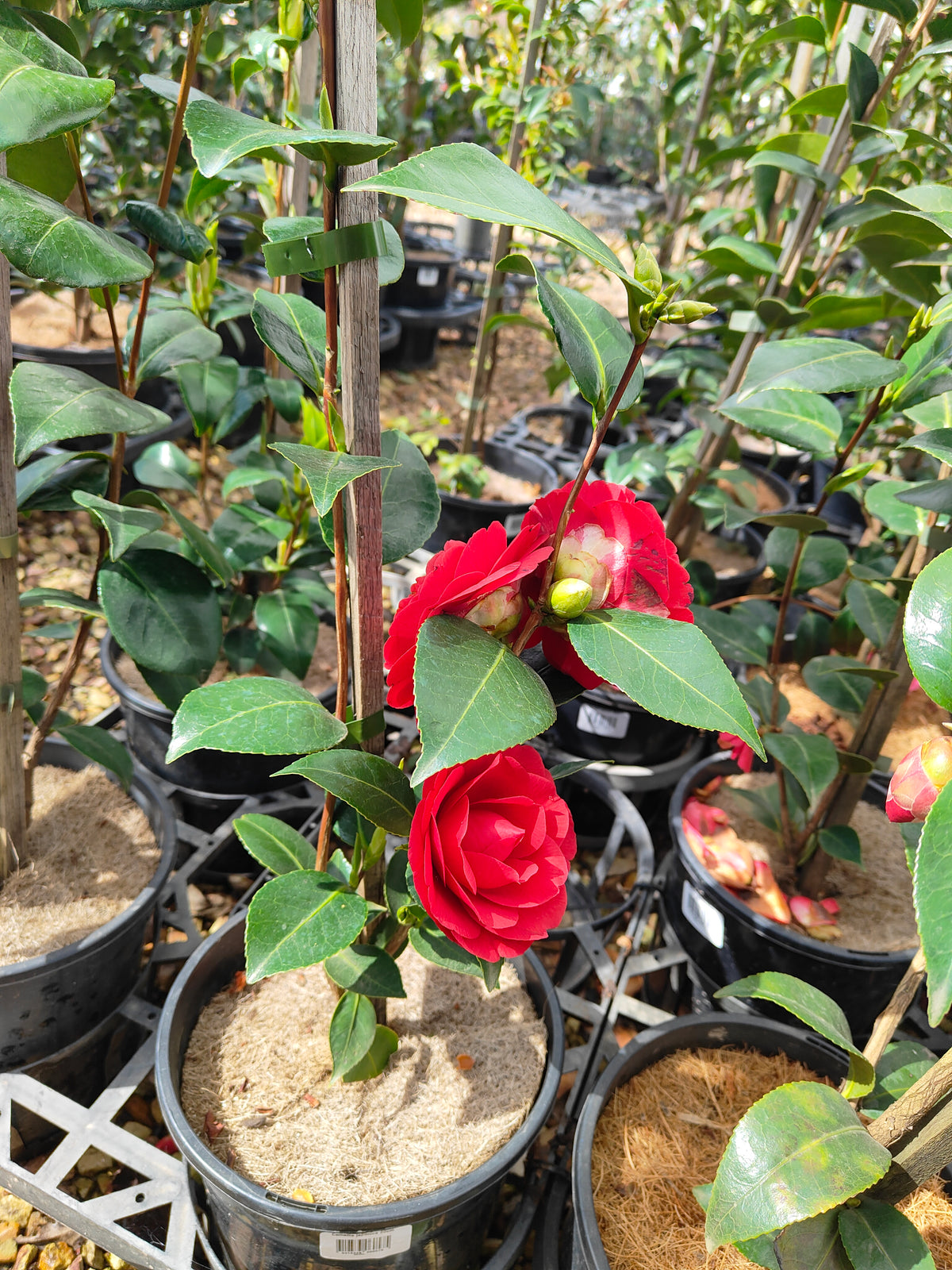 PL0039 Japanese Camellia, Common Camellia, Camellia japonica 日本山茶花、普通山茶花、山茶花 Pot Size:  20 cm
