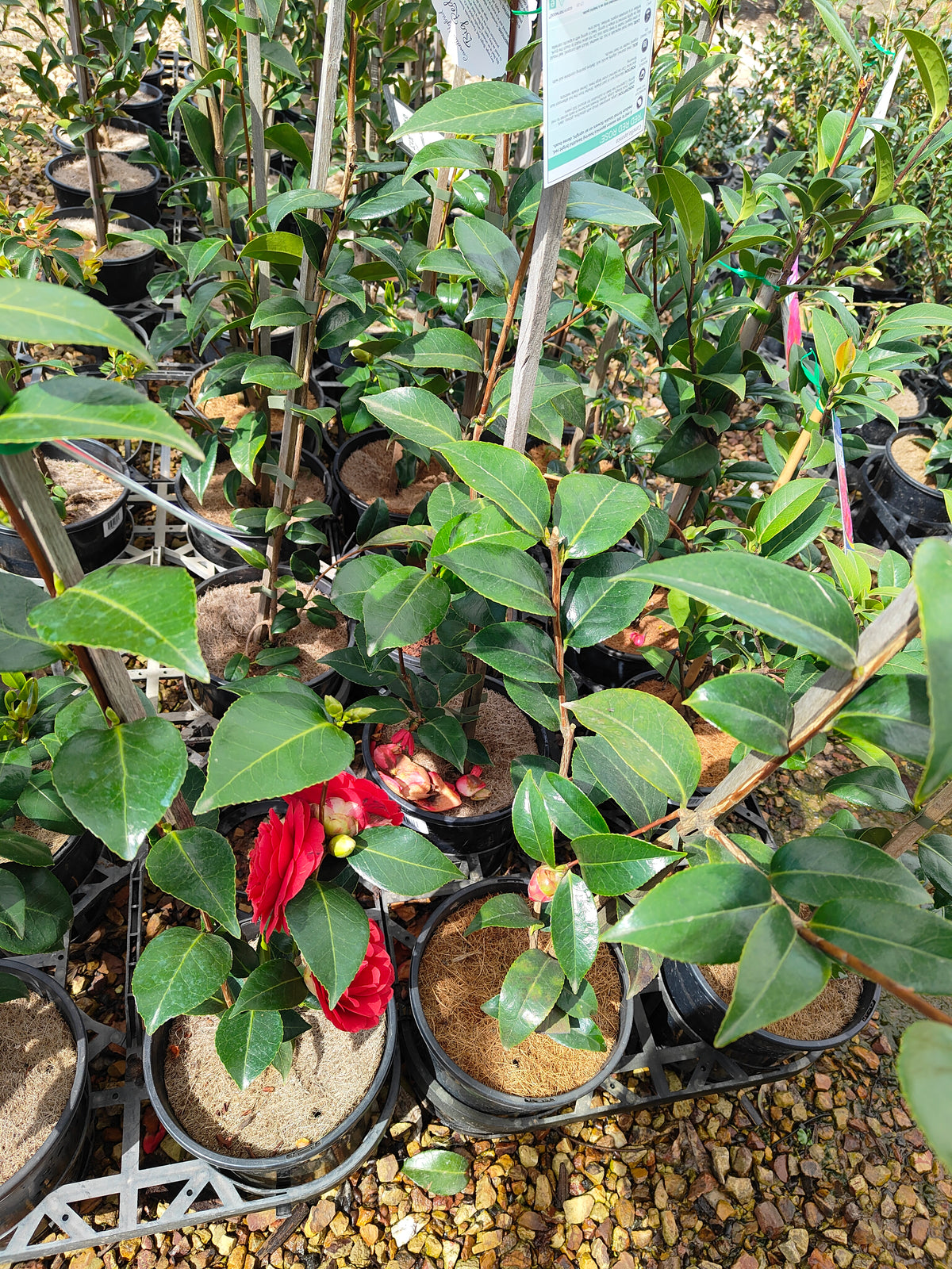 PL0039 Japanese Camellia, Common Camellia, Camellia japonica 日本山茶花、普通山茶花、山茶花 Pot Size:  20 cm