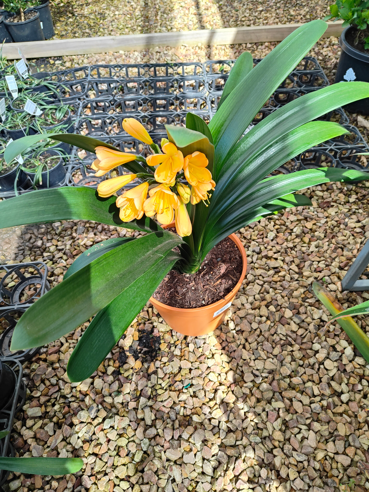 PL0013 Clivia European Peach, 欧洲蜜桃色君子兰, 17 cm & 25cm  pot