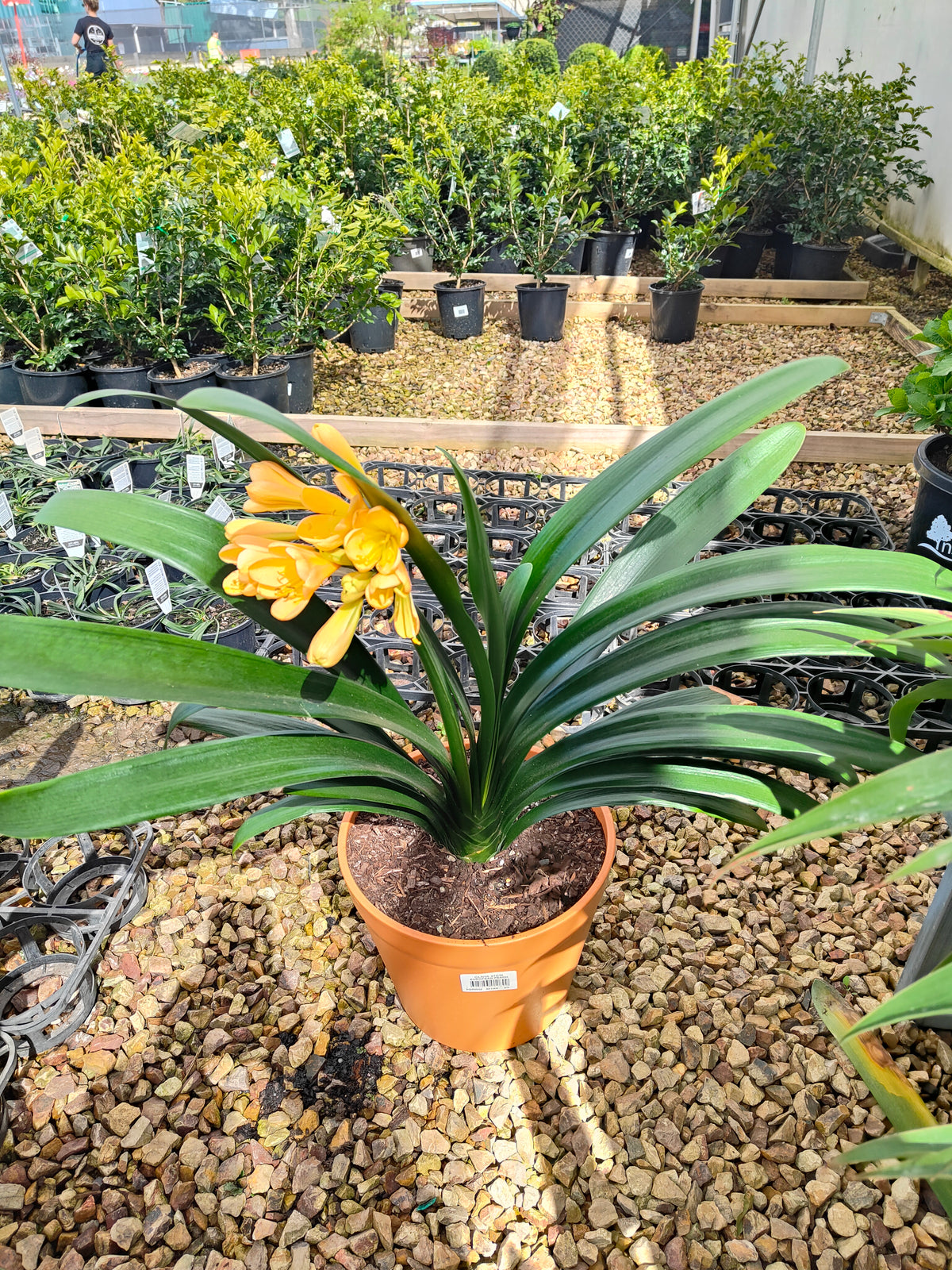 PL0013 Clivia European Peach, 欧洲蜜桃色君子兰, 17 cm & 25cm  pot