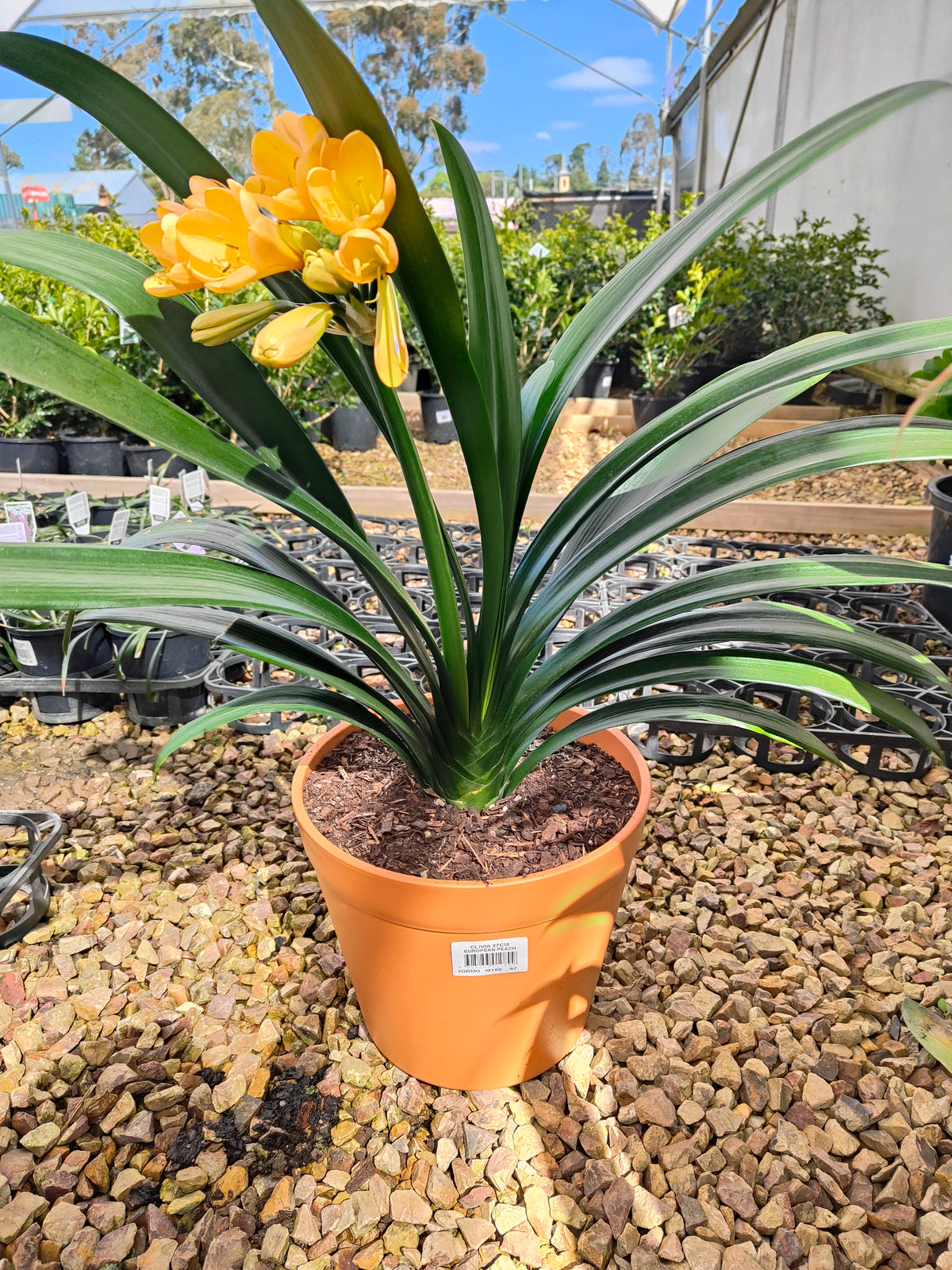 PL0013 Clivia European Peach, 欧洲蜜桃色君子兰, 17 cm & 25cm  pot