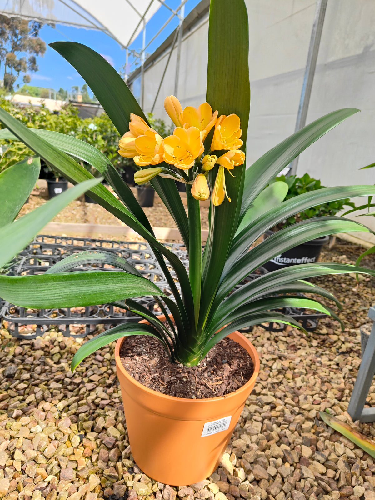 PL0013 Clivia European Peach, 欧洲蜜桃色君子兰, 17 cm & 25cm  pot