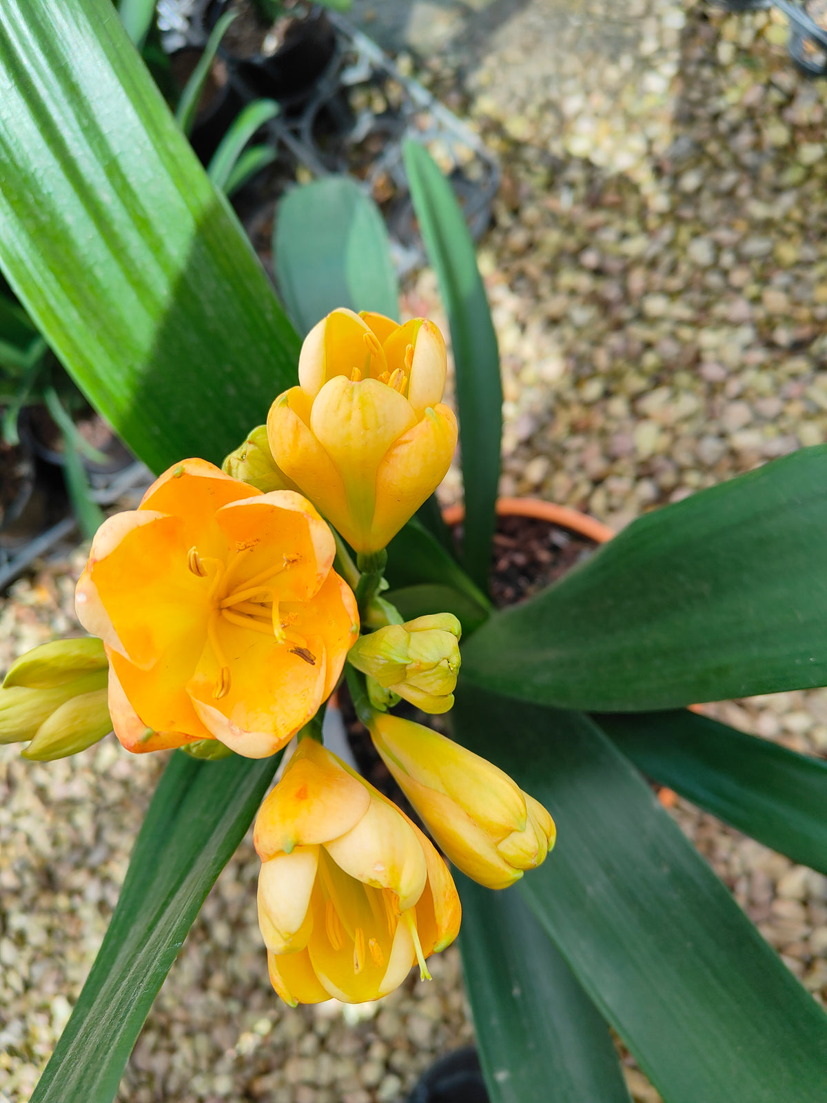 PL0013 Clivia European Peach, 欧洲蜜桃色君子兰, 17 cm & 25cm  pot