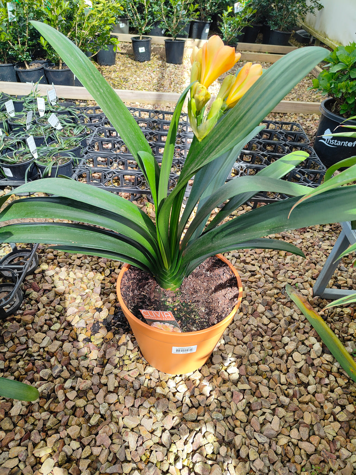 PL0013 Clivia European Peach, 欧洲蜜桃色君子兰, 17 cm & 25cm  pot