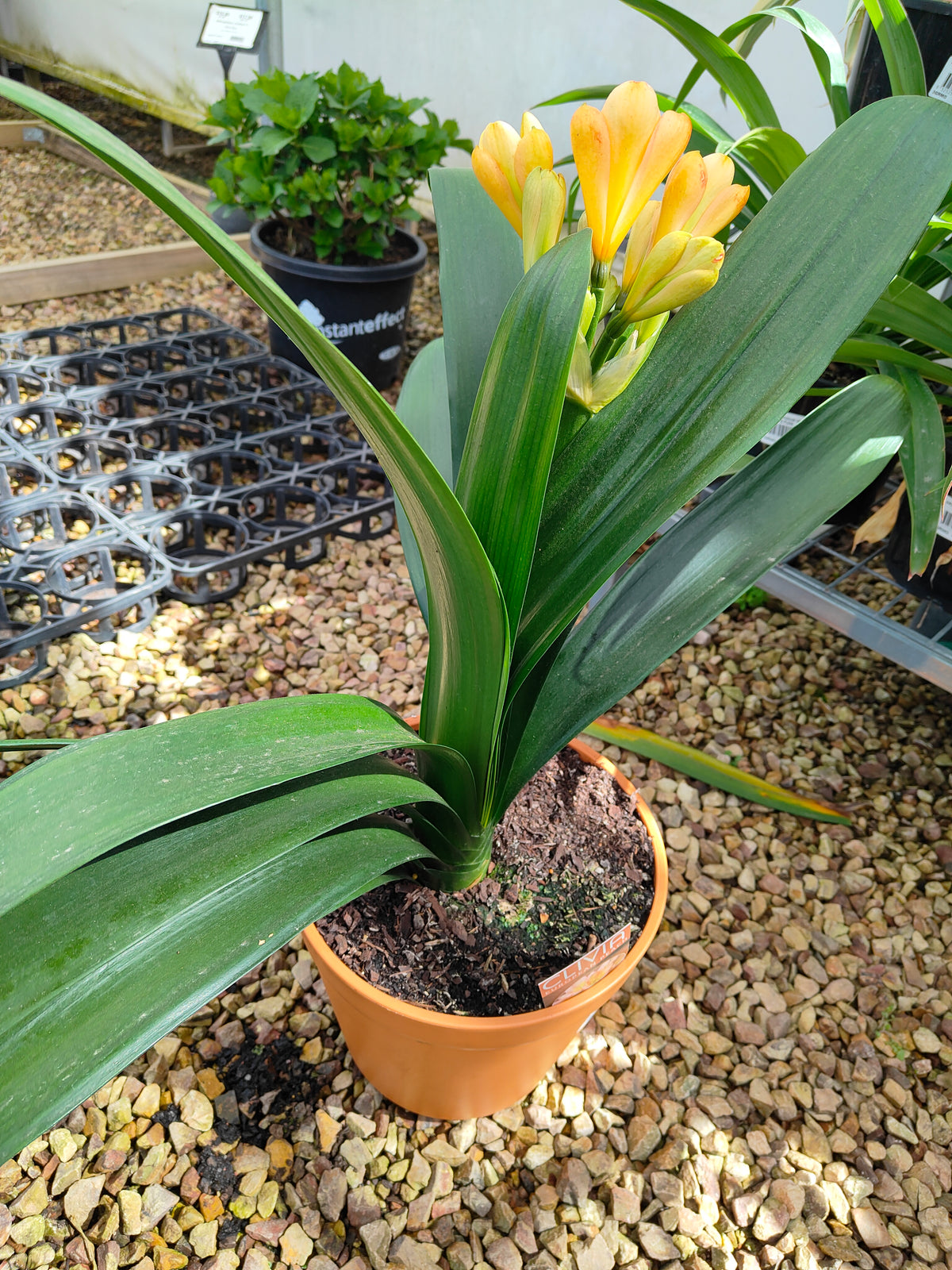 PL0013 Clivia European Peach, 欧洲蜜桃色君子兰, 17 cm & 25cm  pot