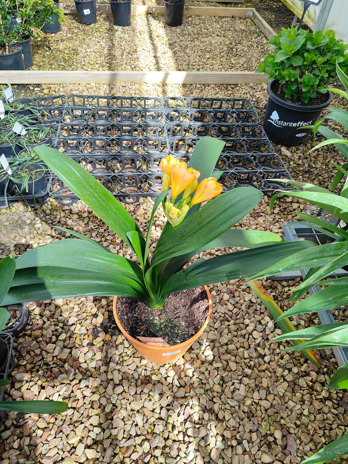 PL0013 Clivia European Peach, 欧洲蜜桃色君子兰, 17 cm & 25cm  pot