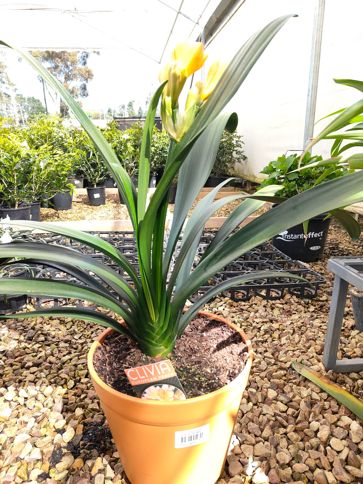 PL0013 Clivia European Peach, 欧洲蜜桃色君子兰, 17 cm & 25cm  pot