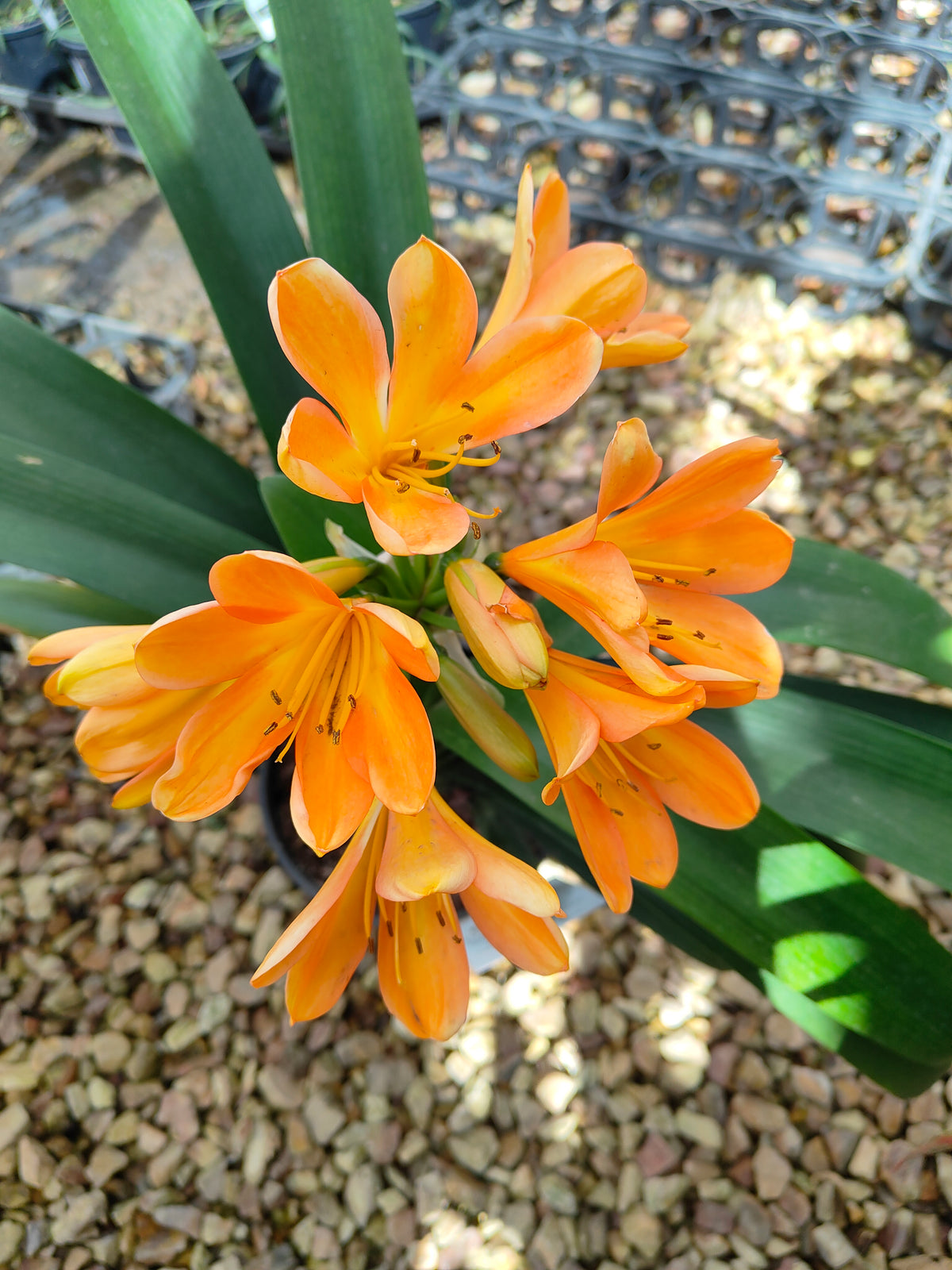 PL0013 Clivia European Peach, 欧洲蜜桃色君子兰, 17 cm & 25cm  pot