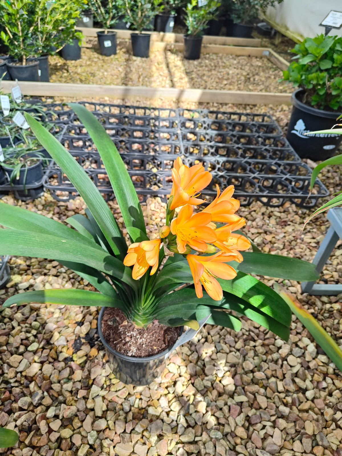 PL0013 Clivia European Peach, 欧洲蜜桃色君子兰, 17 cm & 25cm  pot